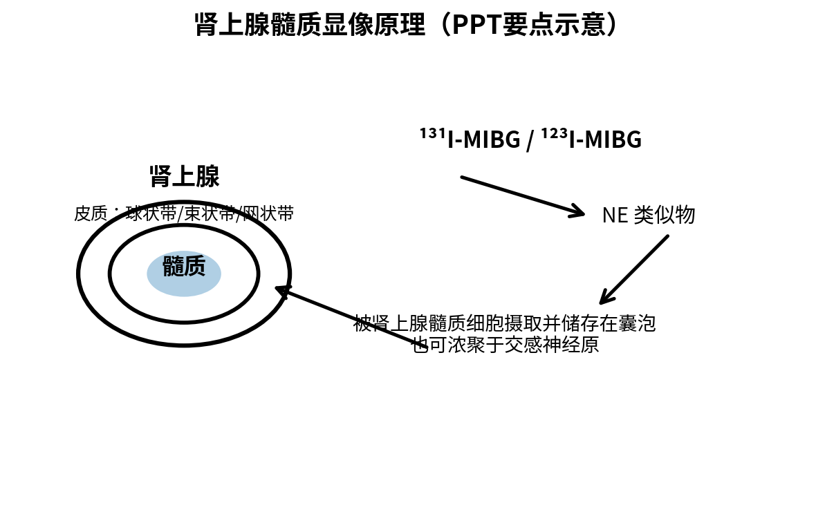图：MIBG肾上腺髓质显像原理示意